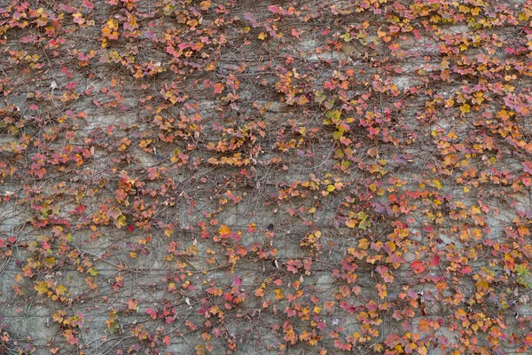 Outono Vermelho Amarelo Colorido Queda Ivy Creeper Uma Parede — Fotografia de Stock