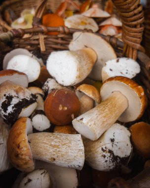 Ormandan gelen taze beyaz mantar. Bir sürü mantar meyve sepeti. 