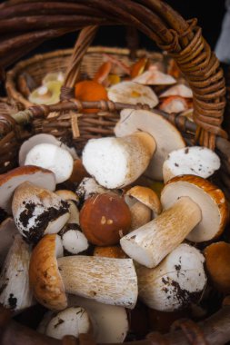 Ormandan gelen taze beyaz mantar. Bir sürü mantar meyve sepeti. 