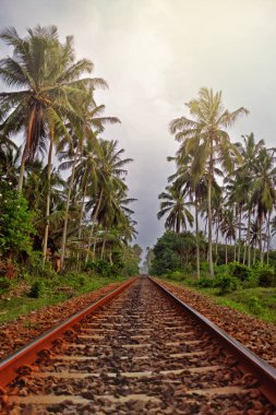 Tren ormanın içinden. Akşam sahne Sri Lanka. 