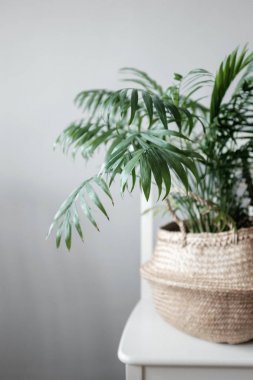 Bitki palm türü Chamaedorea sepet