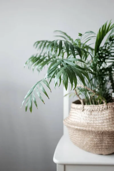 Plant palm type Chamaedorea in the basket — Stock Photo, Image