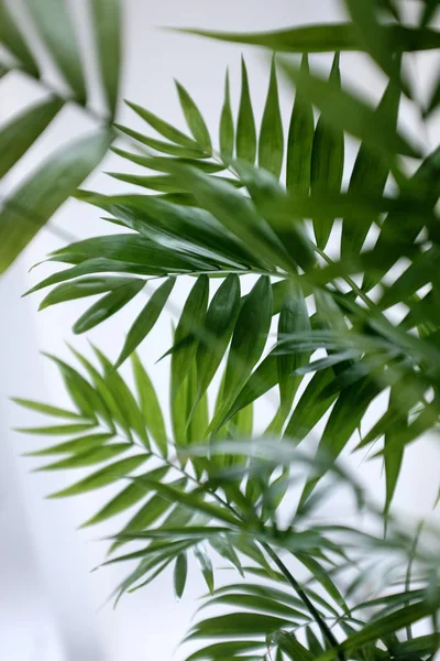 Tipo di palma vegetale Chamaedorea — Foto Stock