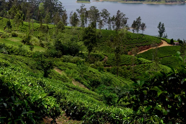 Tea on the tea plantation near the river.