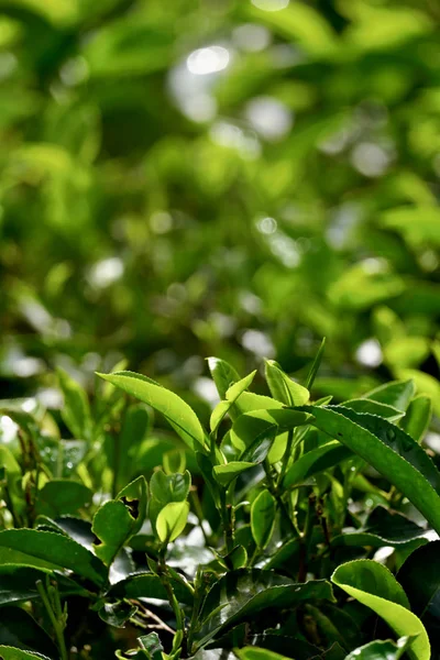 Hojas de té verde en una plantación de té —  Fotos de Stock