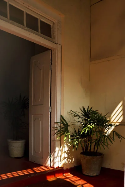 Bir duvar ve bir tencerede bir çiçek ışık düşüyor — Stok fotoğraf