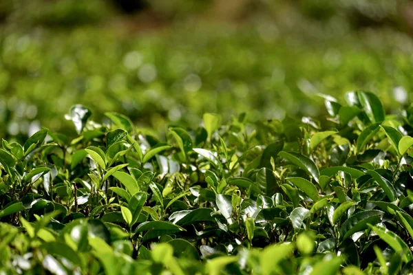 Foglie di tè verde su una piantagione di tè — Foto Stock