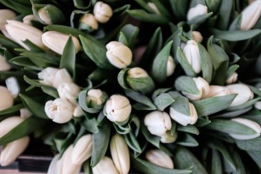 Beyaz lalelerden bir buket