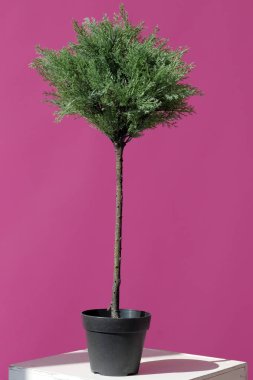 pembe neon. Yeşil bitki pembe bir arka plan üzerinde