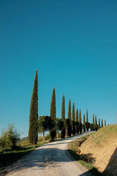 Callejón de cipreses en Toscana. Italia — Foto de Stock