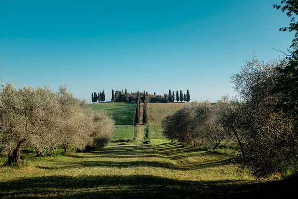 Callejón de cipreses en Toscana. Italia — Foto de Stock