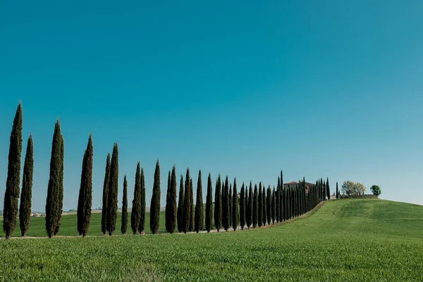 Callejón de cipreses en Toscana. Italia — Foto de Stock