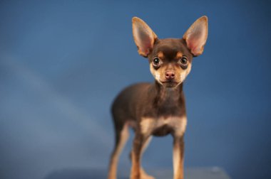 tapılası küçük Chihuahua köpeği, yakın plan.