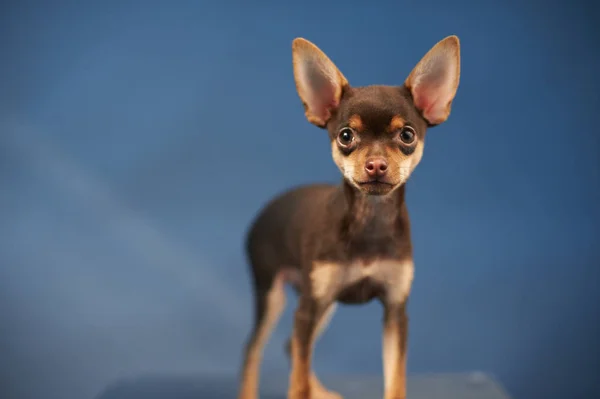 Adorable Petit Chien Chihuahua Gros Plan — Photo