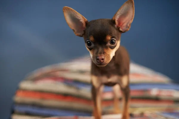 Imádnivaló Kis Chihuahua Kutya Közelről — Stock Fotó