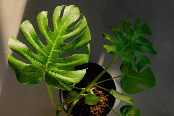 green pot plant with big leaves