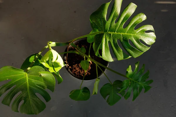 green pot plant with big leaves