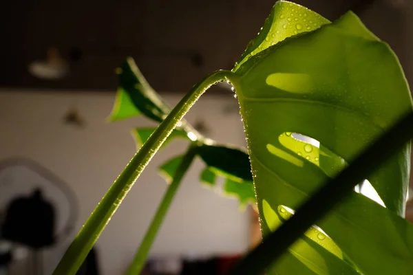 green pot plant with big leaves