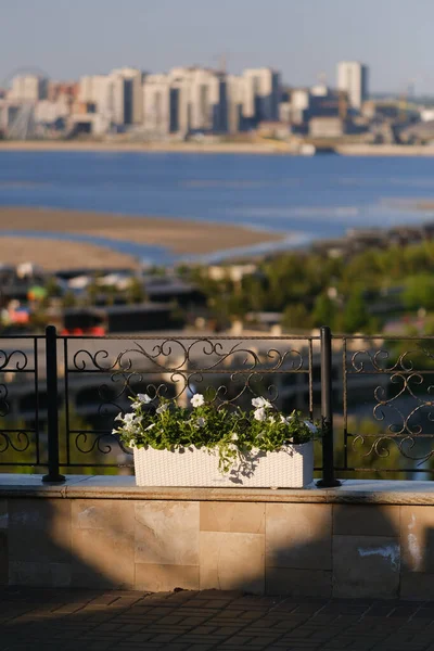 Flowerpot White Flowers Fence Street Blurred City View — Stock Photo, Image