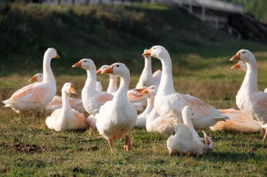 Yeşil çimlerde kaz sürüsü