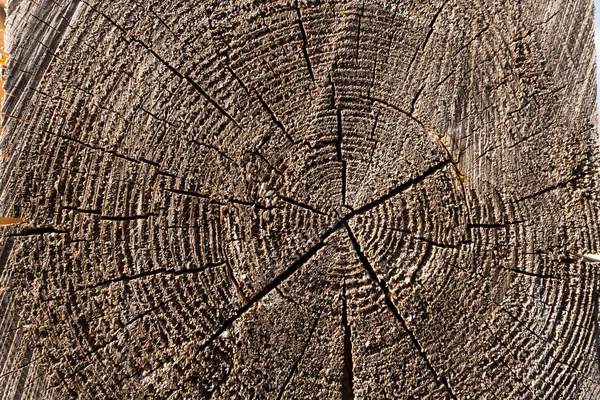 Przekrój Pnia Drzewa Przedstawiający Pierścienie Wzrostu Teksturę Drewna — Zdjęcie stockowe
