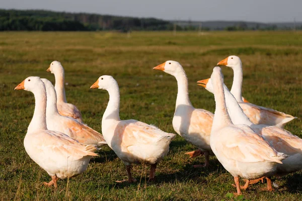 Gänseschwarm Auf Grünem Gras — Stockfoto