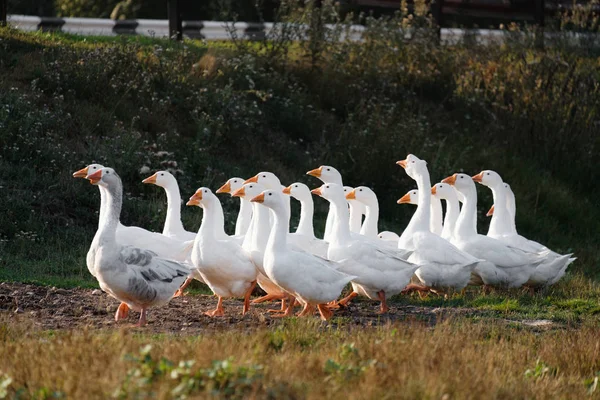 Flock Gäss Grönt Gräs — Stockfoto