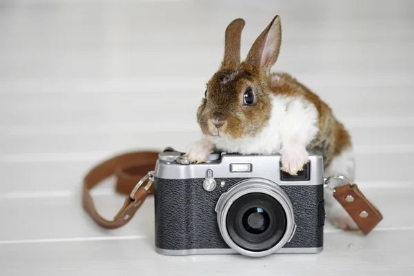 rabbit on vintage film camera