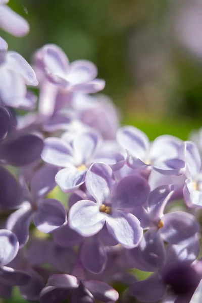 Kytici šeříku v květináčích bílé — Stock fotografie