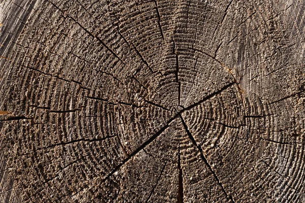 Przekrój Pnia Drzewa Przedstawiający Pierścienie Wzrostu Teksturę Drewna — Zdjęcie stockowe