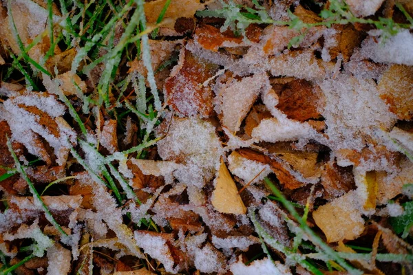 Schnee Bedeckt Trockenes Laub Und Grünes Gras — Stockfoto