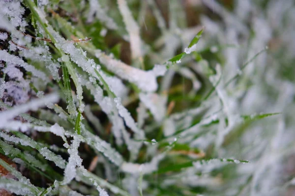 Salju Tertutup Rumput Hijau Pandangan Dekat — Stok Foto