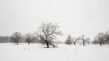 Karla kaplı topraklar ve çıplak ağaçlarla kaplı kış manzarası