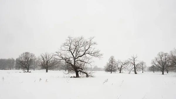 Zimowy Krajobraz Pokrytą Śniegiem Ziemią Gołymi Drzewami — Zdjęcie stockowe