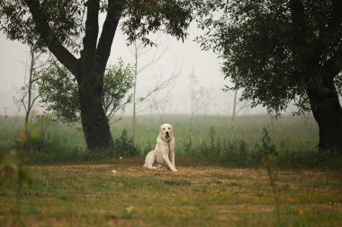 Yeşil ağaçlarla tarlada oturan sevimli köpek.