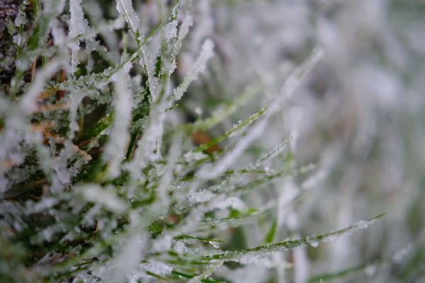 Kış Ayazıyla Kaplanmış Yeşil Çimen Manzarası — Stok fotoğraf
