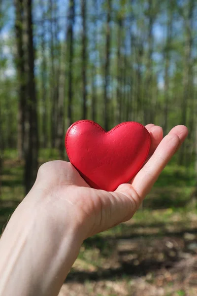 Persona Que Sostiene Corazón Rojo Mano Bosque — Foto de Stock