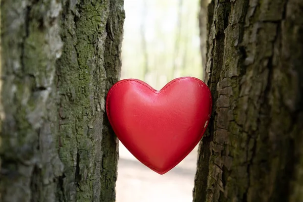 Corazón Rojo Entre Árboles — Foto de Stock