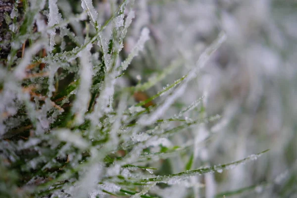 Vue Recadrée Herbe Verte Couverte Givre Hiver Images De Stock Libres De Droits