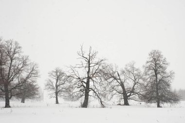 Karla kaplı topraklar ve çıplak ağaçlarla kaplı kış manzarası