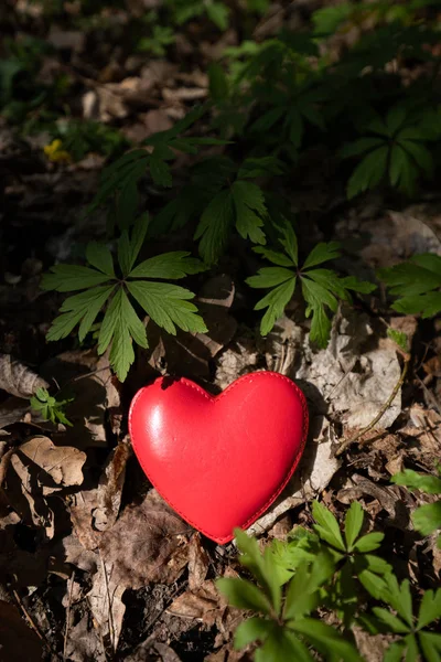 Corazón Rojo Yaciendo Sobre Hojas Bosque — Foto de Stock