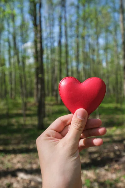 Persona Que Sostiene Corazón Rojo Mano Bosque — Foto de Stock