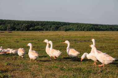 Evcil kaz sürüsü dışarıda dinleniyor.