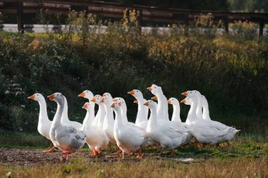 Evcil kaz sürüsü dışarıda dinleniyor.