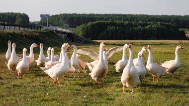 Evcil kaz sürüsü dışarıda dinleniyor.