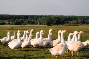 Evcil kaz sürüsü dışarıda dinleniyor.