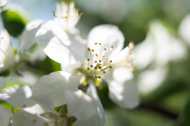 Blooming white cherry flowers