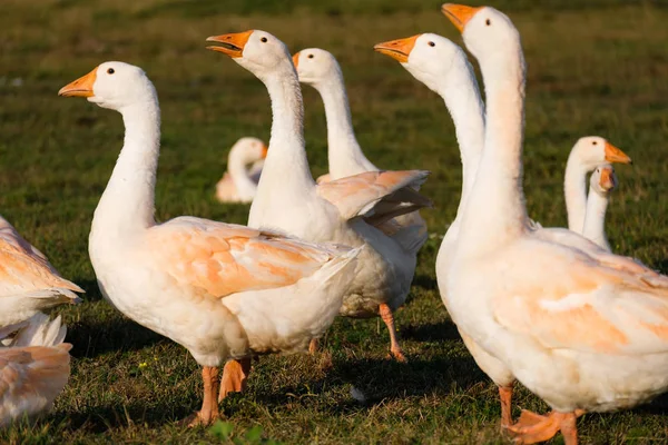 Grupper Tamgäss Vilar Utanför — Stockfoto