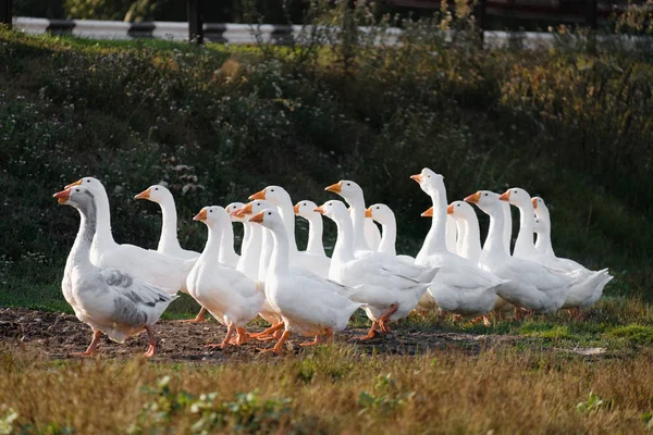 Grupper Tamgäss Vilar Utanför — Stockfoto