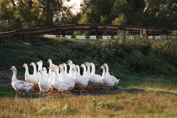 Grupper Tamgäss Vilar Utanför — Stockfoto